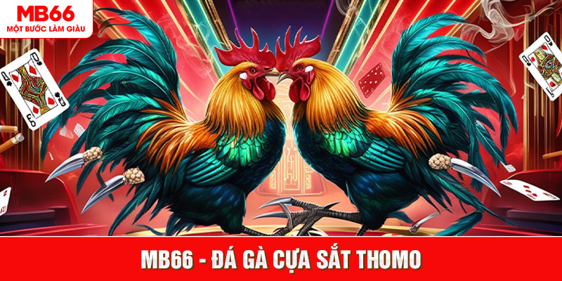 Đá Gà Thomo C1 MB66